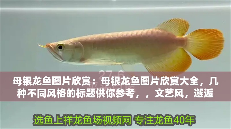母銀龍魚圖片欣賞：母銀龍魚圖片欣賞大全，幾種不同風格的標題供你參考，，文藝風，邂逅母銀龍魚之美——絕美圖片全覽，直白實用風，母銀龍魚高清圖片大集合，一次看過癮！，活潑吸睛風，哇塞！超驚艷的母銀龍魚圖片大