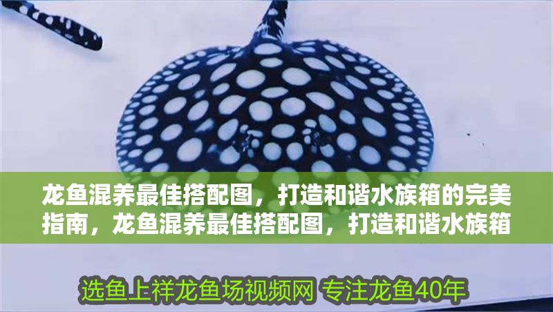 龍魚混養(yǎng)最佳搭配圖，打造和諧水族箱的完美指南，龍魚混養(yǎng)最佳搭配圖，打造和諧水族箱的完美指南