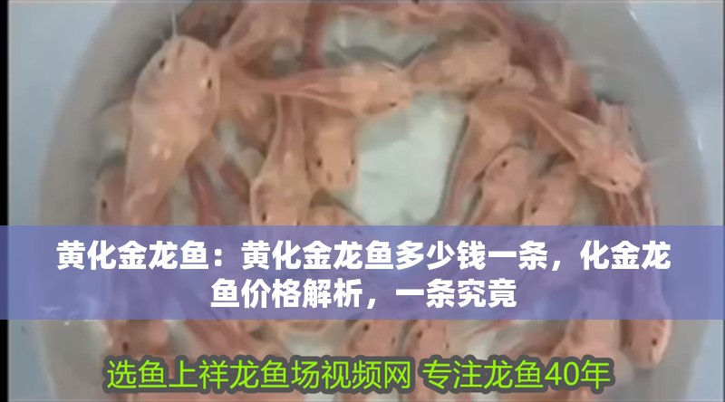 黃化金龍魚：黃化金龍魚多少錢一條，化金龍魚價格解析，一條究竟