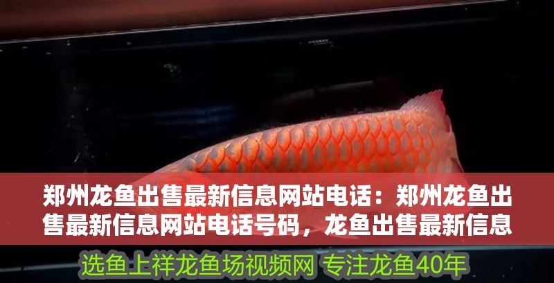 鄭州龍魚(yú)出售最新信息網(wǎng)站電話：鄭州龍魚(yú)出售最新信息網(wǎng)站電話號(hào)碼，龍魚(yú)出售最新信息網(wǎng)站及電話號(hào)碼匯總