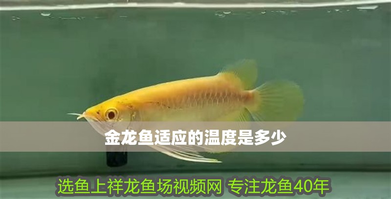 金龍魚適應的溫度是多少