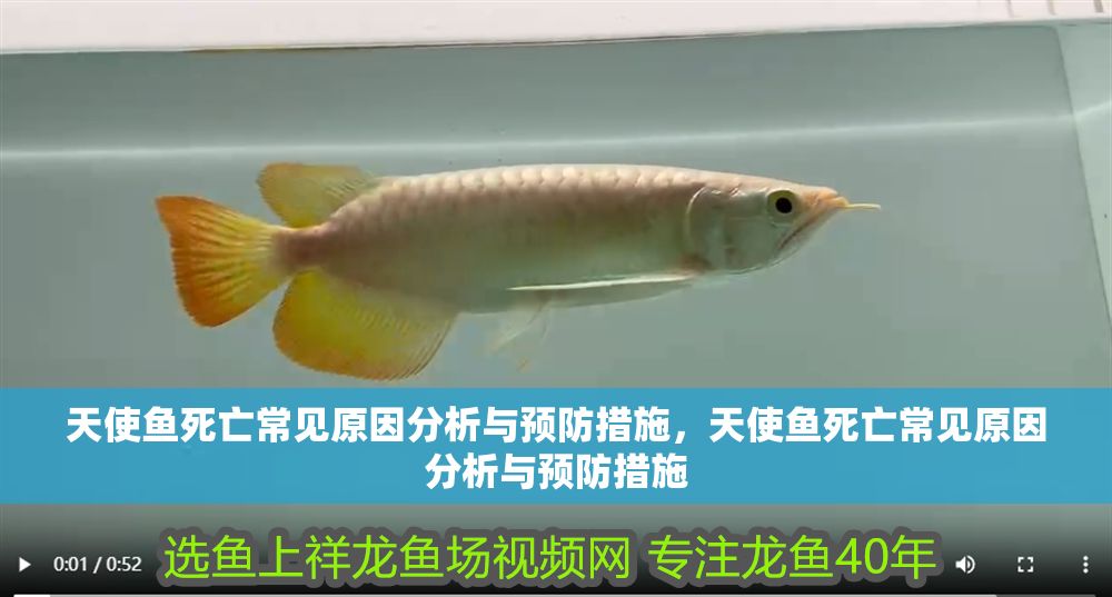 天使魚死亡常見原因分析與預(yù)防措施，天使魚死亡常見原因分析與預(yù)防措施