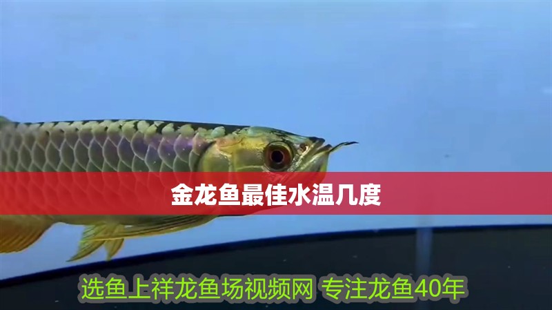 金龍魚最佳水溫幾度 龍魚百科 第4張 金龍魚最佳水溫幾度 金龍魚最佳水溫幾度 龍魚百科 第4張