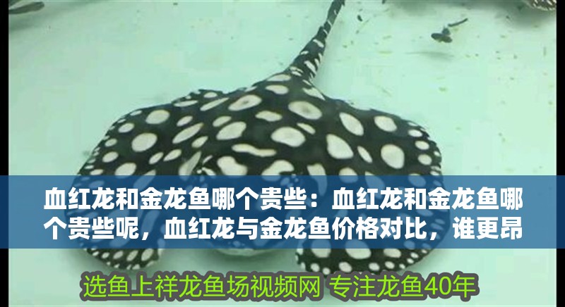 血紅龍和金龍魚哪個貴些：血紅龍和金龍魚哪個貴些呢，血紅龍與金龍魚價格對比，誰更昂貴？
