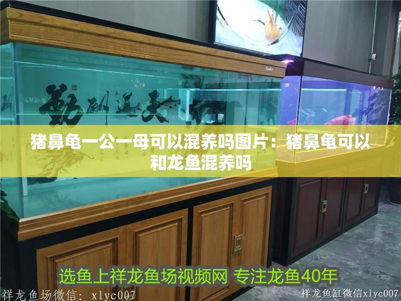 豬鼻龜一公一母可以混養嗎圖片：豬鼻龜可以和龍魚混養嗎 豬鼻龜一公一母可以混養嗎圖片：豬鼻龜可以和龍魚混養嗎 豬鼻龜百科 第1張