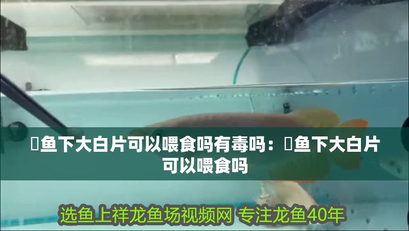 魟魚下大白片可以喂食嗎有毒嗎:魟魚下大白片可以喂食嗎 魟魚百科 第2張 魟魚下大白片可以喂食嗎有毒嗎:魟魚下大白片可以喂食嗎 魟魚下大白片可以喂食嗎有毒嗎:魟魚下大白片可以喂食嗎 魟魚百科 第2張
