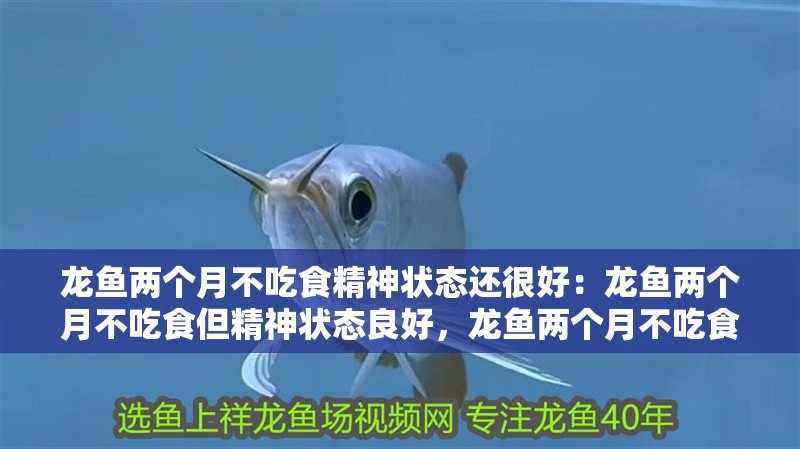 龍魚兩個月不吃食精神狀態還很好：龍魚兩個月不吃食但精神狀態良好，龍魚兩個月不吃食精神狀態良好