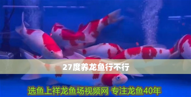 27度養龍魚行不行 龍魚百科 第3張 27度養龍魚行不行 27度養龍魚行不行 龍魚百科 第3張