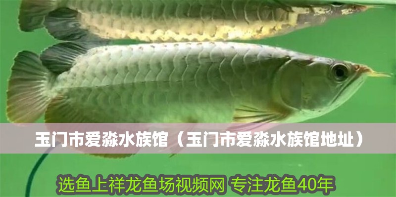 玉門市愛淼水族館（玉門市愛淼水族館地址） 玉門市愛淼水族館（玉門市愛淼水族館地址） 全國水族館企業名錄 第4張