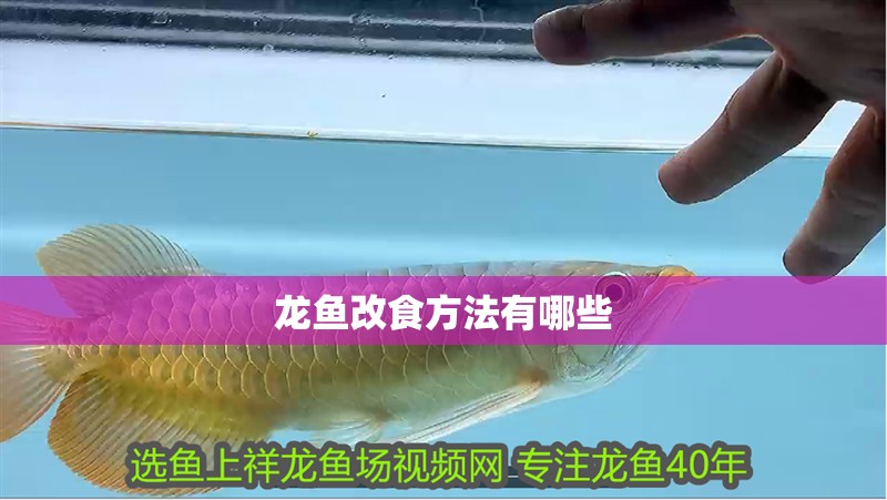 龍魚改食方法有哪些 龍魚百科 第2張 龍魚改食方法有哪些 龍魚改食方法有哪些 龍魚百科 第2張