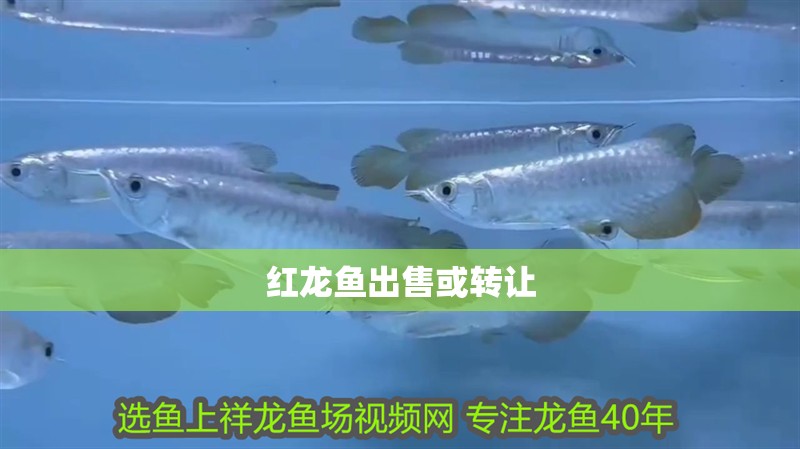 紅龍魚出售或轉讓