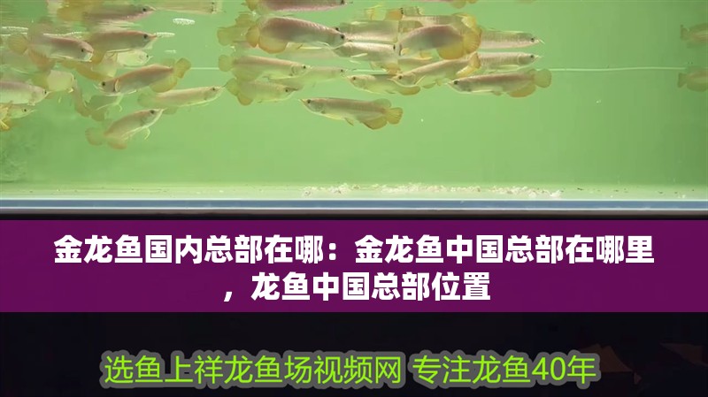 金龍魚國內總部在哪：金龍魚中國總部在哪里，龍魚中國總部位置