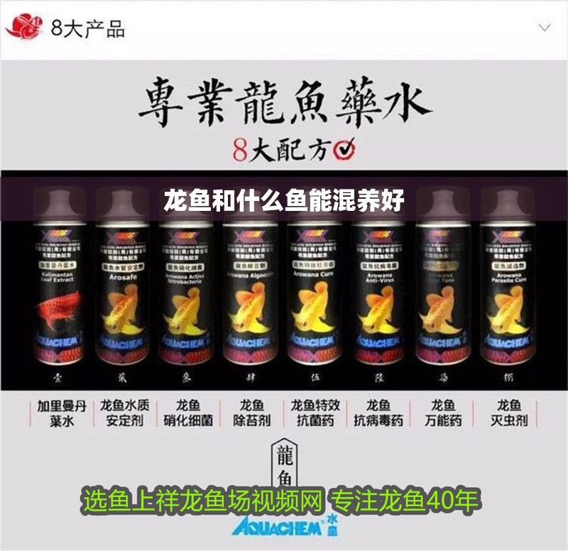 龍魚和什么魚能混養好 龍魚和什么魚能混養好 龍魚百科 第2張