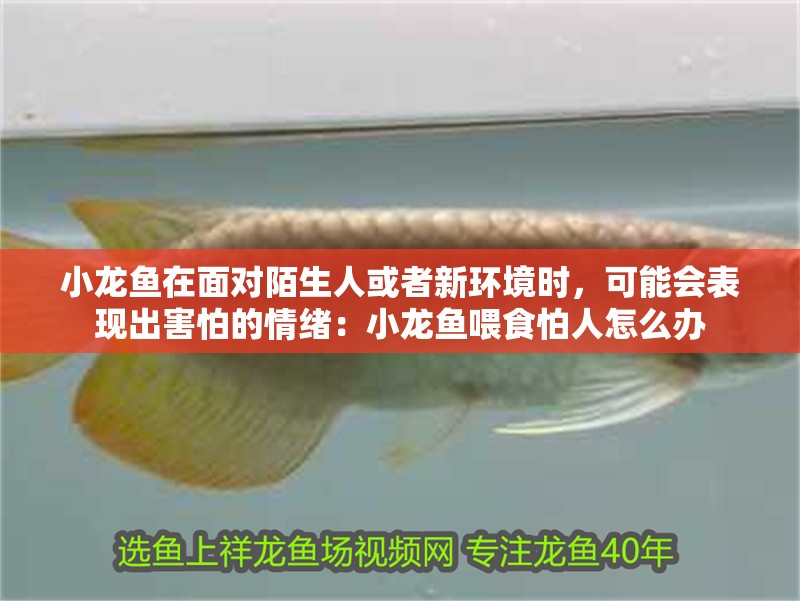 小龍魚在面對陌生人或者新環境時，可能會表現出害怕的情緒：小龍魚喂食怕人怎么辦
