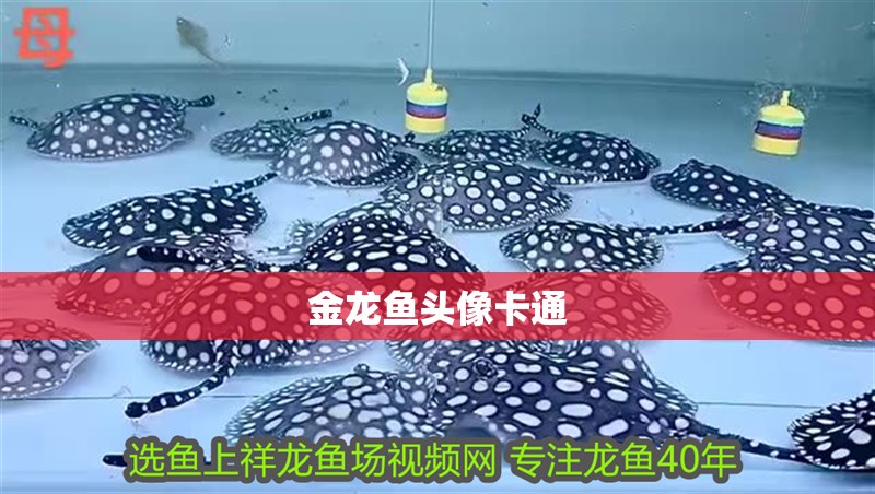 金龍魚頭像卡通