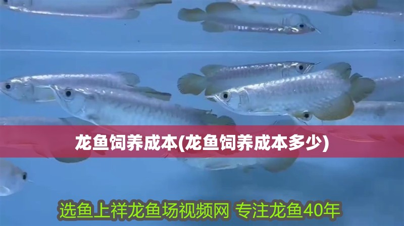 龍魚飼養成本(龍魚飼養成本多少)