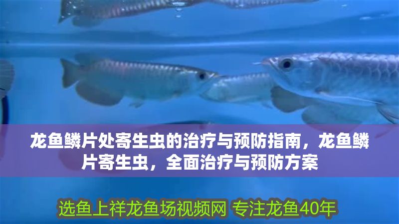 龍魚鱗片處寄生蟲的治療與預防指南，龍魚鱗片寄生蟲，全面治療與預防方案