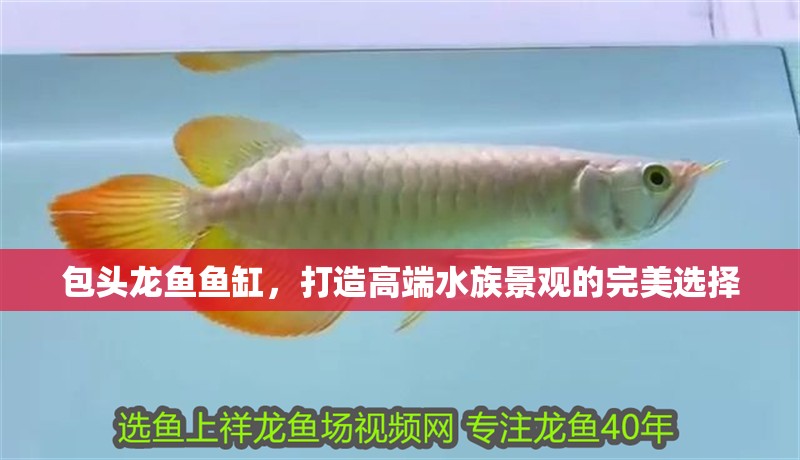 包頭龍魚魚缸，打造高端水族景觀的完美選擇