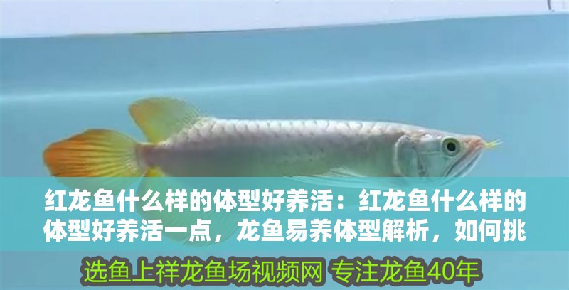 紅龍魚什么樣的體型好養活：紅龍魚什么樣的體型好養活一點，龍魚易養體型解析，如何挑選更易存活的優質 紅龍魚什么樣的體型好養活：紅龍魚什么樣的體型好養活一點，龍魚易養體型解析，如何挑選更易存活的優質 水族問答