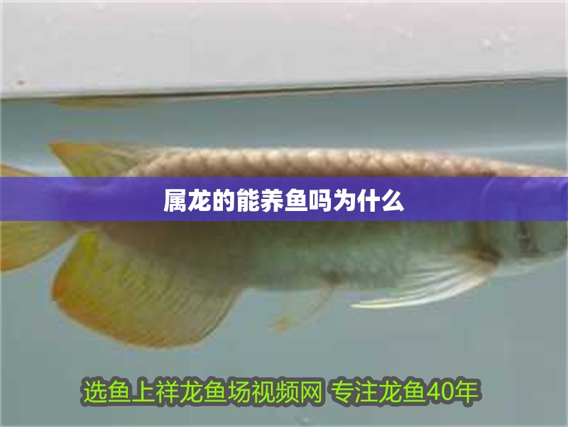 屬龍的能養(yǎng)魚嗎為什么
