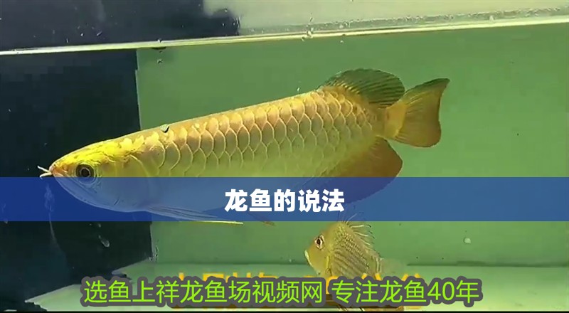 龍魚的說法 龍魚的說法 龍魚百科 第2張