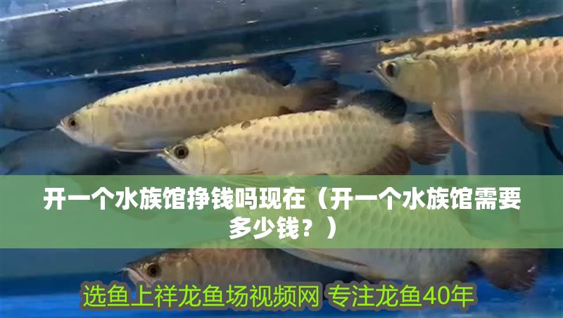 開一個水族館掙錢嗎現在（開一個水族館需要多少錢？）