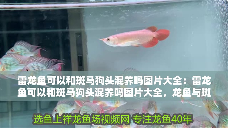 雷龍魚可以和斑馬狗頭混養嗎圖片大全：雷龍魚可以和斑馬狗頭混養嗎圖片大全，龍魚與斑馬狗頭混養可行性