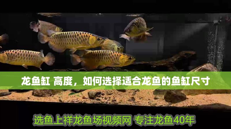 龍魚缸 高度，如何選擇適合龍魚的魚缸尺寸