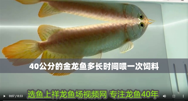 40公分的金龍魚多長時間喂一次飼料 40公分的金龍魚多長時間喂一次飼料 龍魚百科 第2張