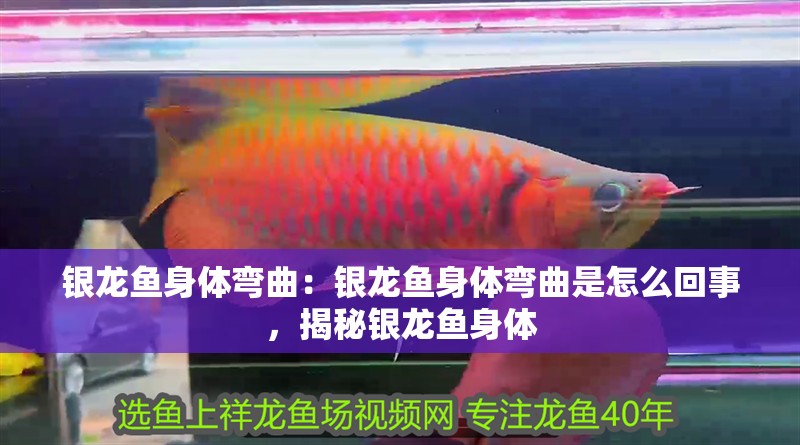 銀龍魚身體彎曲：銀龍魚身體彎曲是怎么回事，揭秘銀龍魚身體