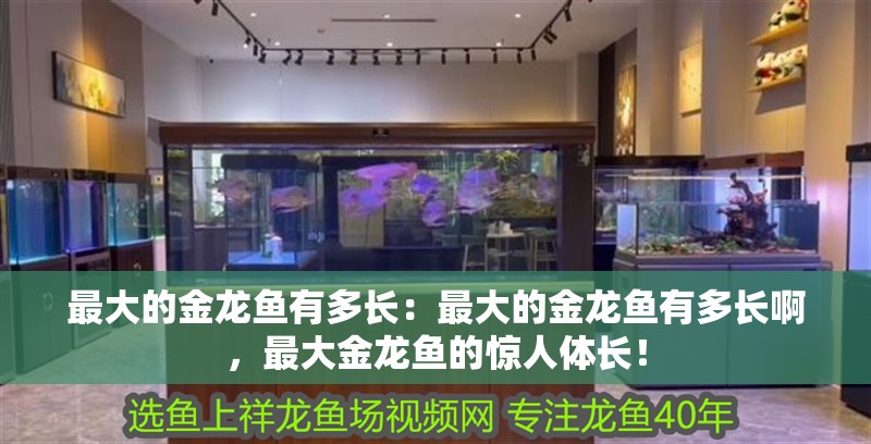 最大的金龍魚有多長：最大的金龍魚有多長啊，最大金龍魚的驚人體長！ 最大的金龍魚有多長：最大的金龍魚有多長啊，最大金龍魚的驚人體長！ 水族問答