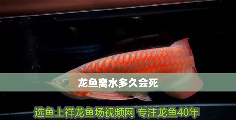 龍魚離水多久會死