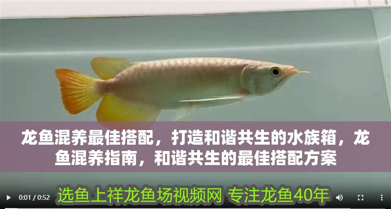 龍魚混養最佳搭配，打造和諧共生的水族箱，龍魚混養指南，和諧共生的最佳搭配方案