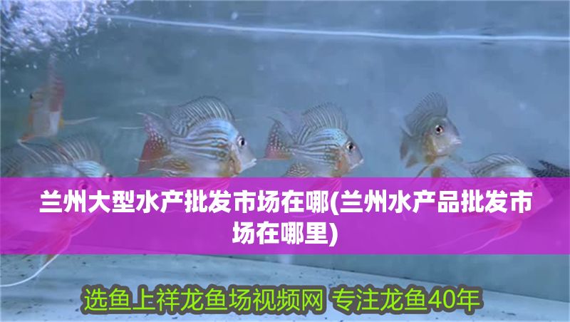 紅龍魚爛鱗片怎么治療好：紅龍魚爛鱗片的日常護(hù)理
