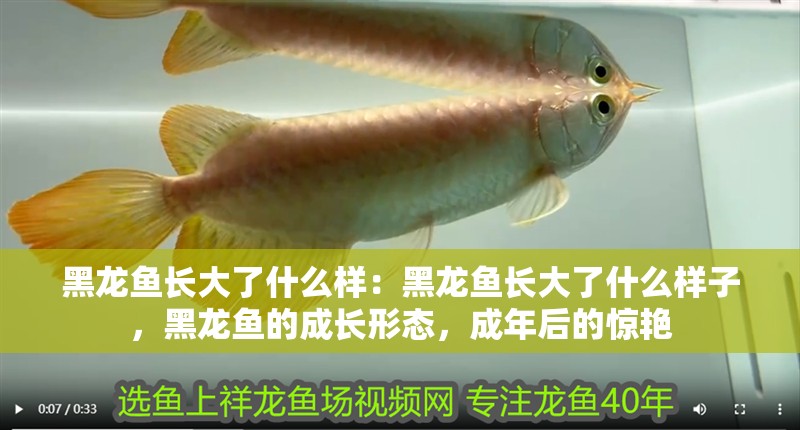 黑龍魚長大了什么樣：黑龍魚長大了什么樣子，黑龍魚的成長形態，成年后的驚艷 黑龍魚長大了什么樣：黑龍魚長大了什么樣子，黑龍魚的成長形態，成年后的驚艷 水族問答