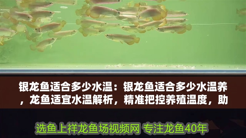 銀龍魚適合多少水溫：銀龍魚適合多少水溫養，龍魚適宜水溫解析，精準把控養殖溫度，助愛魚