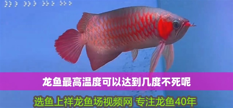 龍魚最高溫度可以達到幾度不死呢 龍魚最高溫度可以達到幾度不死呢 龍魚百科 第4張