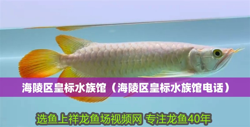 海陵區(qū)皇標(biāo)水族館(海陵區(qū)皇標(biāo)水族館電話) 全國水族館企業(yè)名錄 第2張 海陵區(qū)皇標(biāo)水族館(海陵區(qū)皇標(biāo)水族館電話) 海陵區(qū)皇標(biāo)水族館(海陵區(qū)皇標(biāo)水族館電話) 全國水族館企業(yè)名錄 第2張