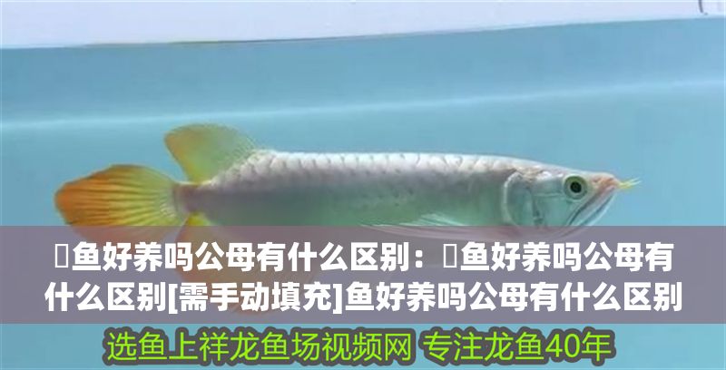 魟魚好養(yǎng)嗎公母有什么區(qū)別：魟魚好養(yǎng)嗎公母有什么區(qū)別[需手動(dòng)填充]魚好養(yǎng)嗎公母有什么區(qū)別