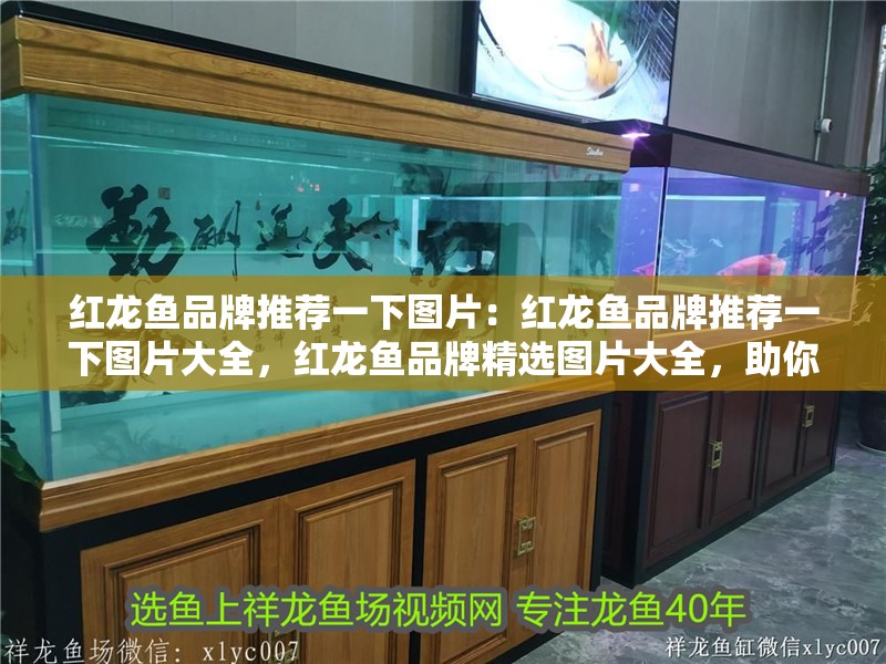 紅龍魚品牌推薦一下圖片：紅龍魚品牌推薦一下圖片大全，紅龍魚品牌精選圖片大全，助你輕松挑選心儀