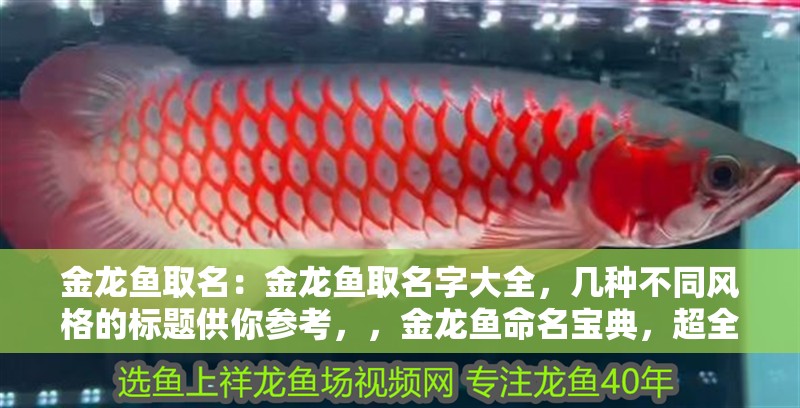 金龍魚取名：金龍魚取名字大全，幾種不同風格的標題供你參考，，金龍魚命名寶典，超全名字大集合，解鎖金龍魚取名秘籍，海量好名任你選，金龍魚起名大全，為愛寵尋個 金龍魚取名：金龍魚取名字大全，幾種不同風格的標題供你參考，，金龍魚命名寶典，超全名字大集合，解鎖金龍魚取名秘籍，海量好名任你選，金龍魚起名大全，為愛寵尋個 水族問答