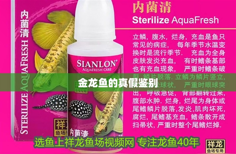 金龍魚的真假鑒別