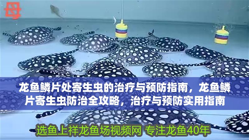 龍魚鱗片處寄生蟲的治療與預(yù)防指南，龍魚鱗片寄生蟲防治全攻略，治療與預(yù)防實用指南