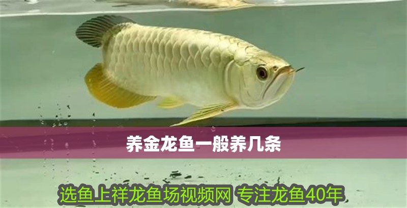 養金龍魚一般養幾條