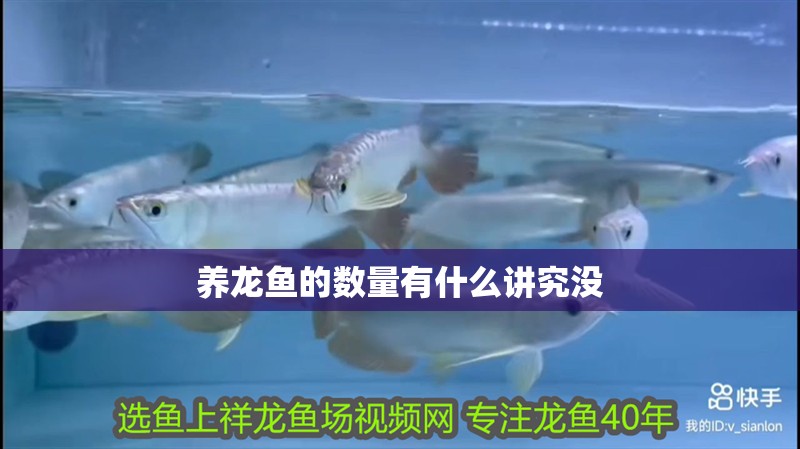 養龍魚的數量有什么講究沒