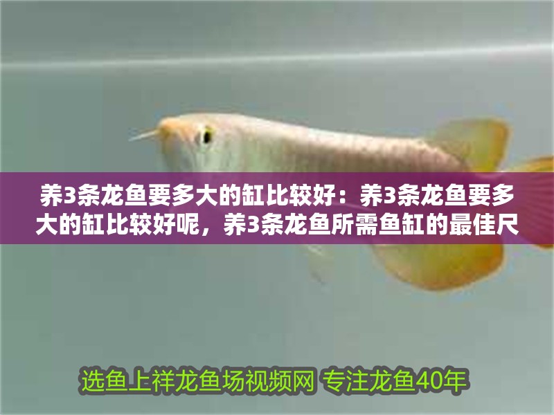 養(yǎng)3條龍魚要多大的缸比較好：養(yǎng)3條龍魚要多大的缸比較好呢，養(yǎng)3條龍魚所需魚缸的最佳尺寸