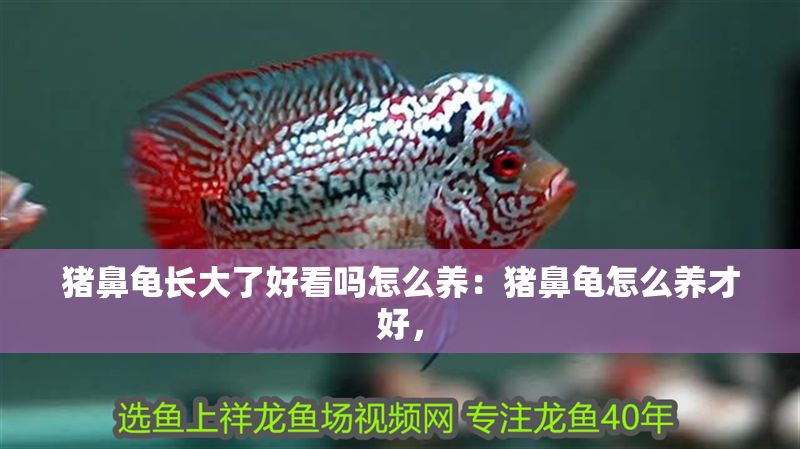 豬鼻龜長大了好看嗎怎么養：豬鼻龜怎么養才好，