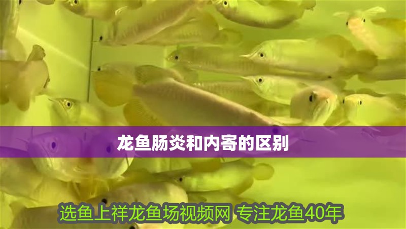龍魚腸炎和內寄的區別