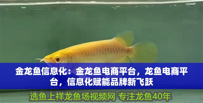 金龍魚信息化：金龍魚電商平臺(tái)，龍魚電商平臺(tái)，信息化賦能品牌新飛躍 金龍魚信息化：金龍魚電商平臺(tái)，龍魚電商平臺(tái)，信息化賦能品牌新飛躍 水族問答