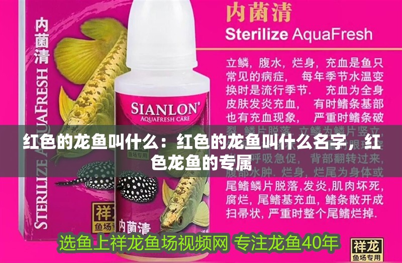 紅色的龍魚叫什么：紅色的龍魚叫什么名字，紅色龍魚的專屬